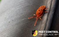 Mite Control Adelaide image 3